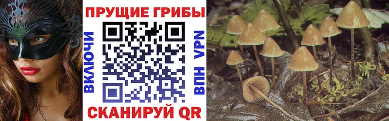omg tor  Александровское  Галлюциногенные грибы Cubensis 